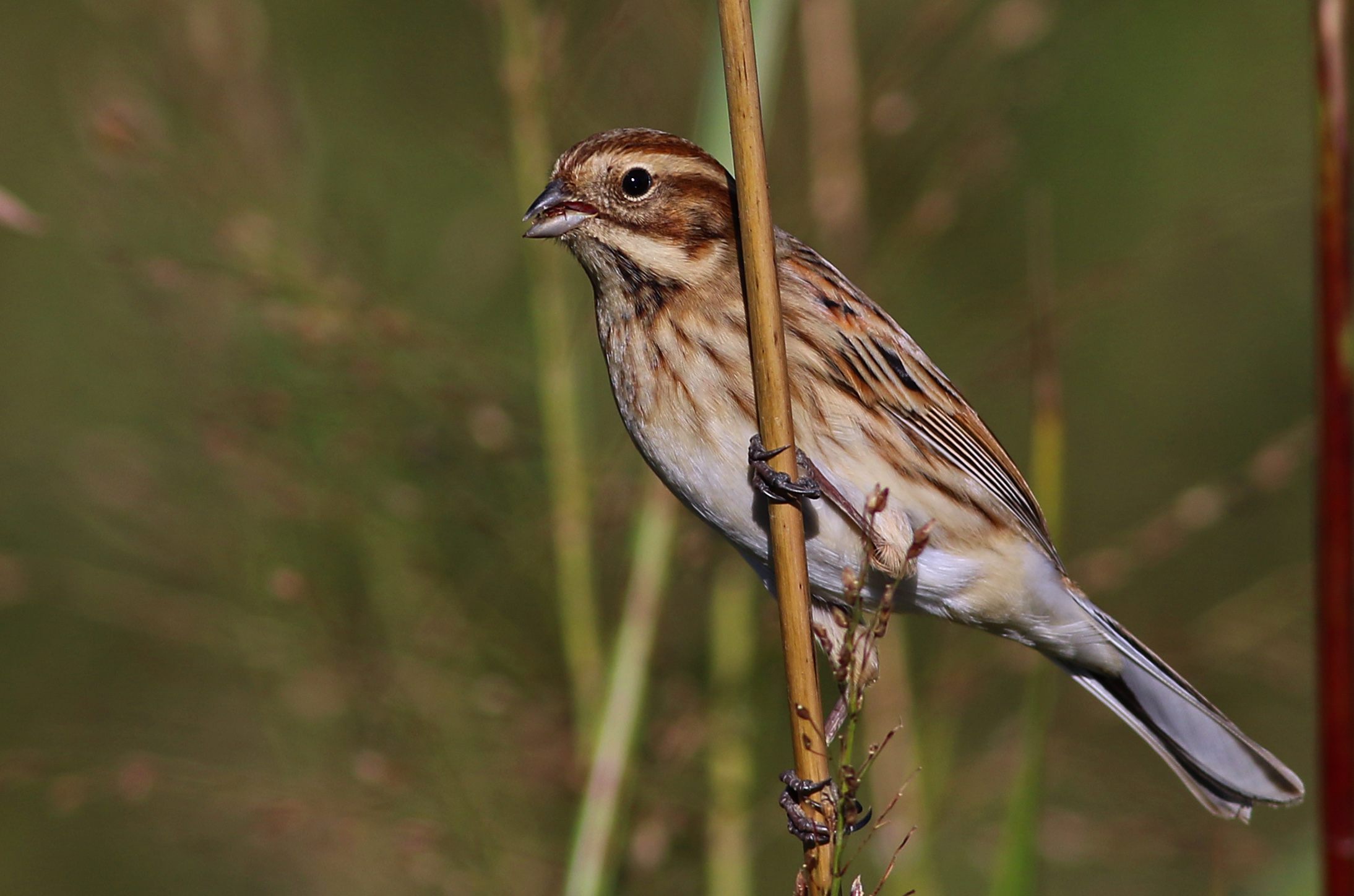 Reed Bunting — Ana fotoğraf